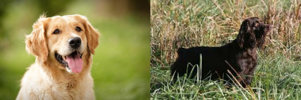 Boykin Spaniel vs Golden Retriever - Breed Comparison