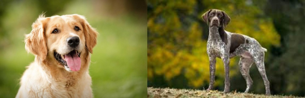Braque Francais (Gascogne Type) vs Golden Retriever - Breed Comparison