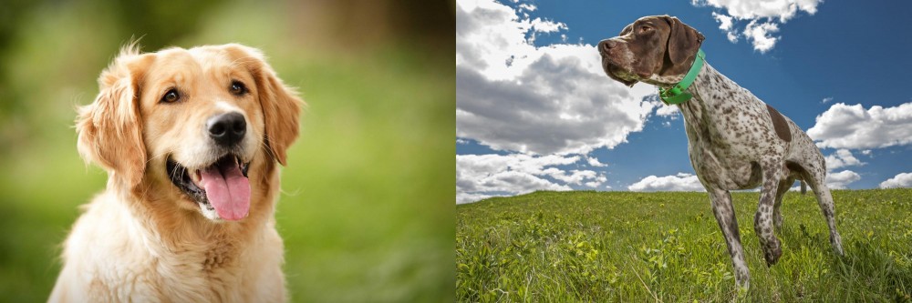 Braque Francais (Pyrenean Type) vs Golden Retriever - Breed Comparison