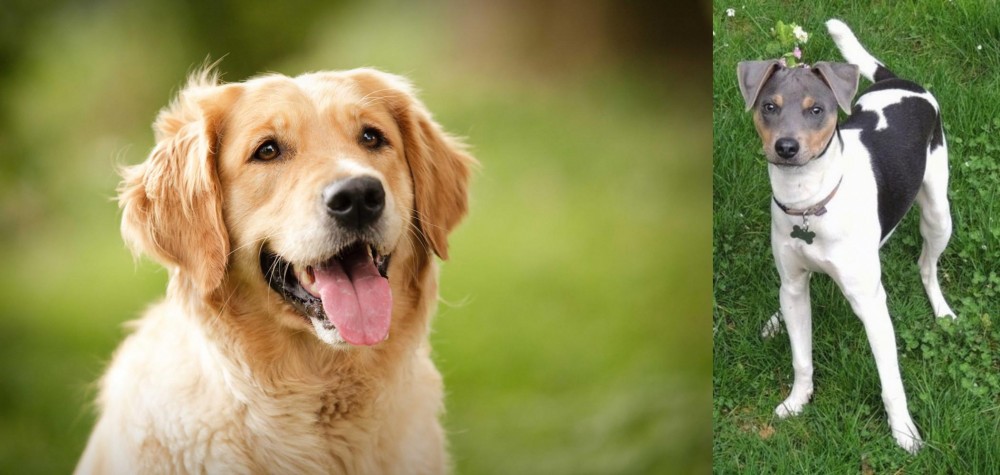 Brazilian Terrier vs Golden Retriever - Breed Comparison