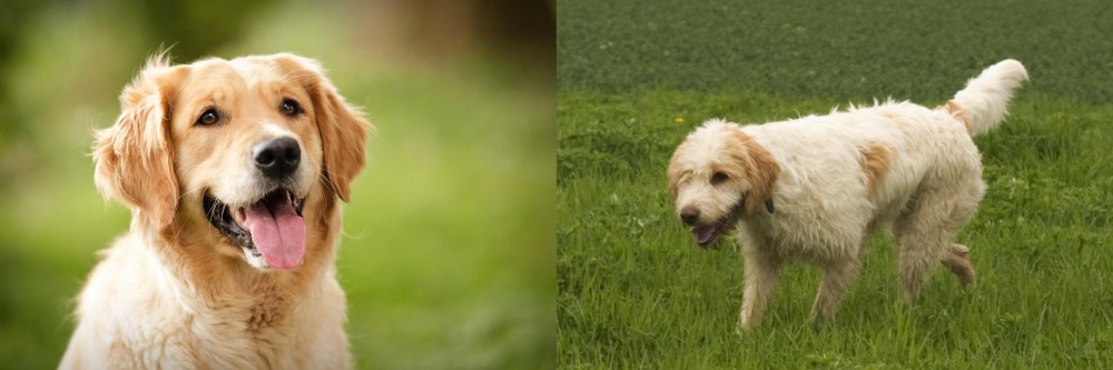 Briquet Griffon Vendeen vs Golden Retriever - Breed Comparison