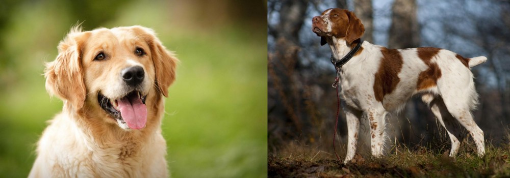 Brittany vs Golden Retriever - Breed Comparison