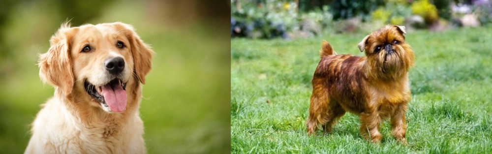 Brussels Griffon vs Golden Retriever - Breed Comparison