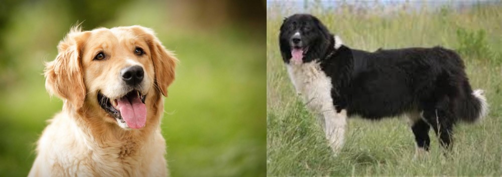 Bulgarian Shepherd vs Golden Retriever - Breed Comparison