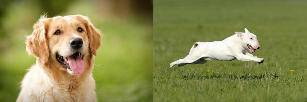 Bull Terrier vs Golden Retriever - Breed Comparison