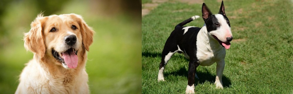 Bull Terrier Miniature vs Golden Retriever - Breed Comparison