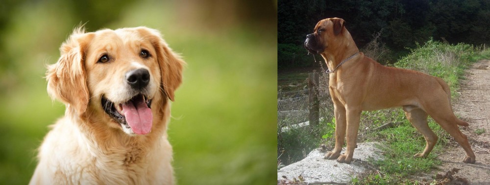 Bullmastiff vs Golden Retriever - Breed Comparison