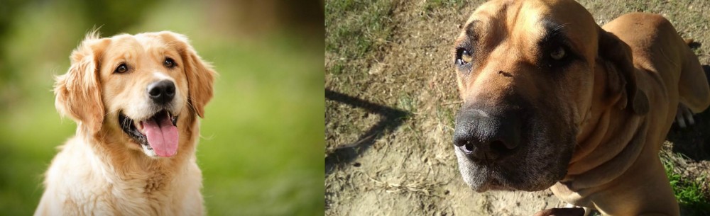 Cabecudo Boiadeiro vs Golden Retriever - Breed Comparison