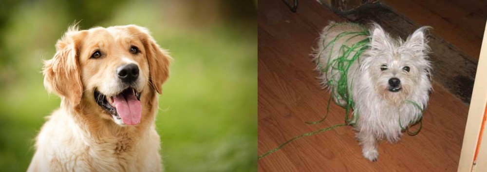 Cairland Terrier vs Golden Retriever - Breed Comparison