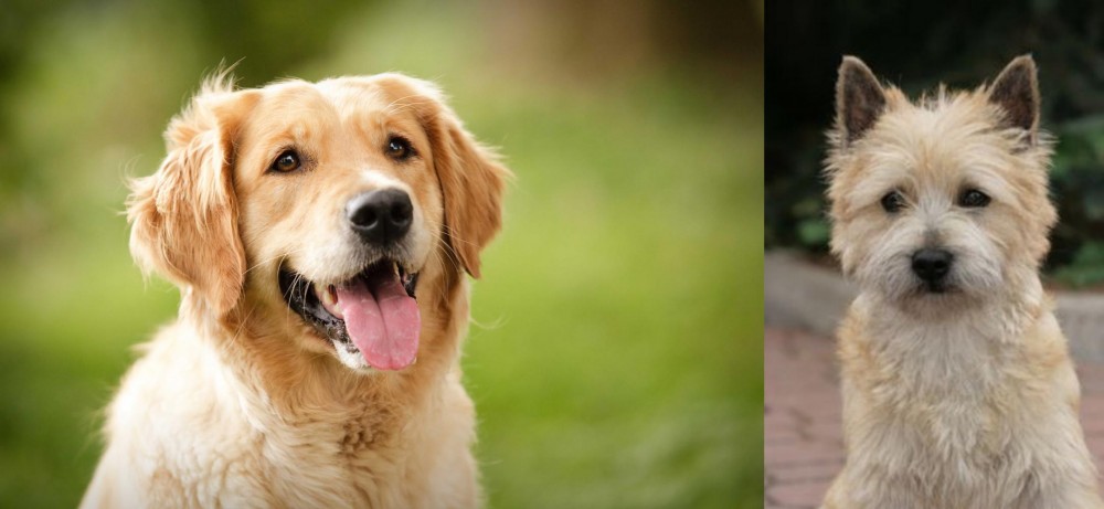 Cairn Terrier vs Golden Retriever - Breed Comparison