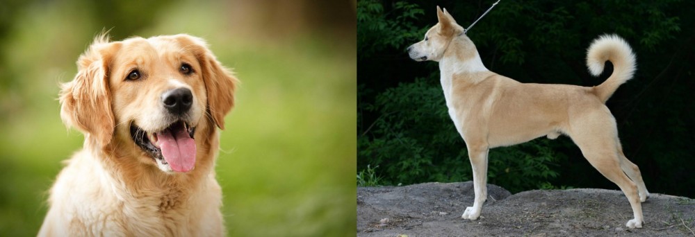 Canaan Dog vs Golden Retriever - Breed Comparison