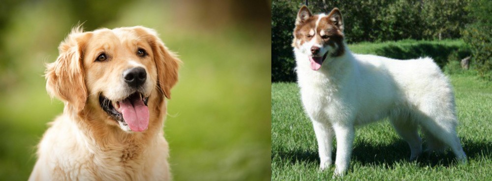 Canadian Eskimo Dog vs Golden Retriever - Breed Comparison