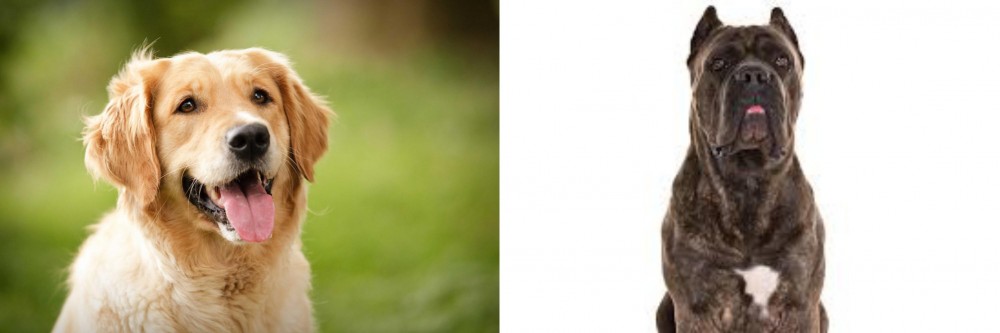 Cane Corso vs Golden Retriever - Breed Comparison
