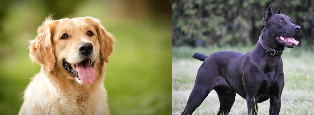 Canis Panther vs Golden Retriever - Breed Comparison