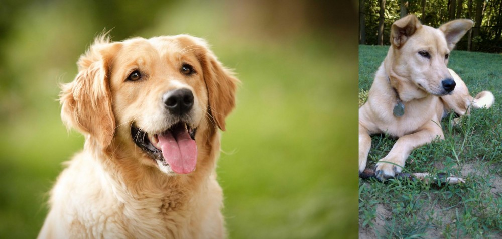 Carolina Dog vs Golden Retriever - Breed Comparison