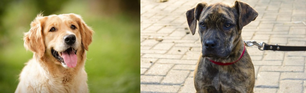 Catahoula Bulldog vs Golden Retriever - Breed Comparison