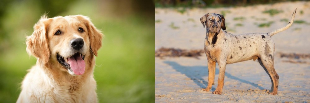 Catahoula Cur vs Golden Retriever - Breed Comparison