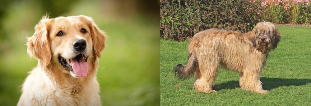Catalan Sheepdog vs Golden Retriever - Breed Comparison