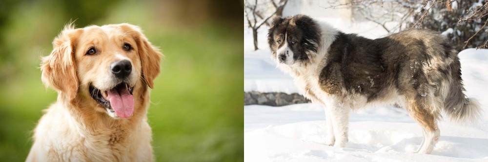 Caucasian Shepherd vs Golden Retriever - Breed Comparison