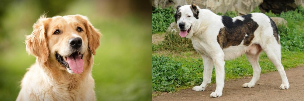 Central Asian Shepherd vs Golden Retriever - Breed Comparison