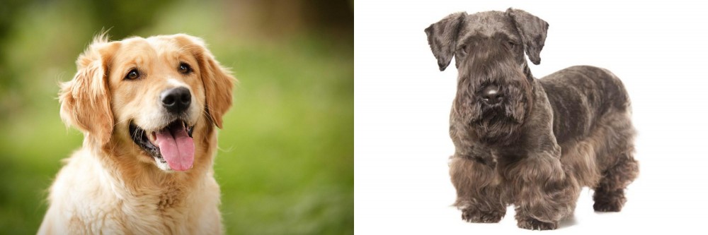 Cesky Terrier vs Golden Retriever - Breed Comparison