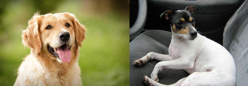 Chilean Fox Terrier vs Golden Retriever - Breed Comparison