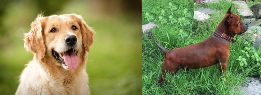 Chinese Chongqing Dog vs Golden Retriever - Breed Comparison