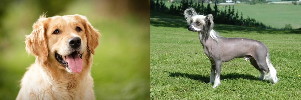 Chinese Crested Dog vs Golden Retriever - Breed Comparison