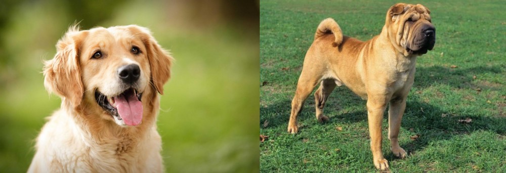 Chinese Shar Pei vs Golden Retriever - Breed Comparison