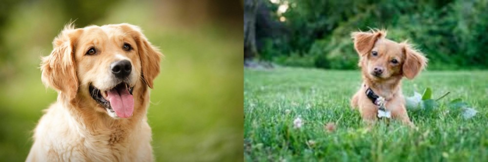 Chiweenie vs Golden Retriever - Breed Comparison