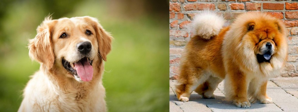 Chow Chow vs Golden Retriever - Breed Comparison