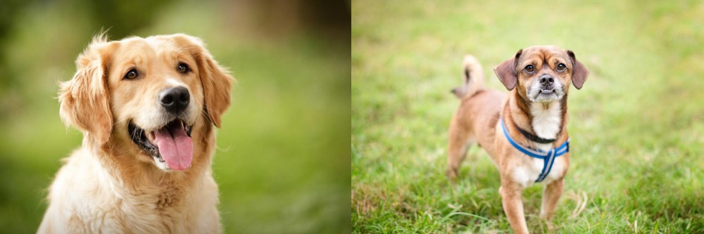 Chug vs Golden Retriever - Breed Comparison