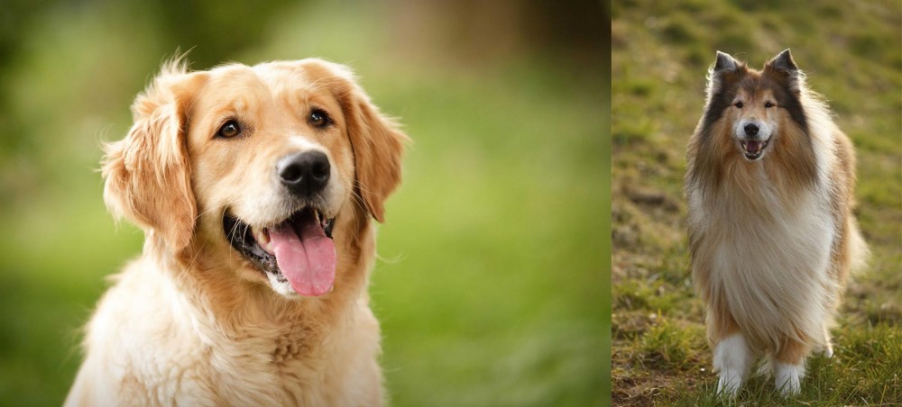 Collie vs Golden Retriever - Breed Comparison