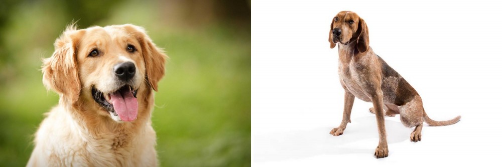 Coonhound vs Golden Retriever - Breed Comparison