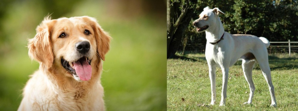 Cretan Hound vs Golden Retriever - Breed Comparison