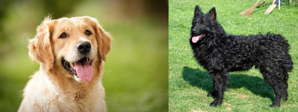 Croatian Sheepdog vs Golden Retriever - Breed Comparison