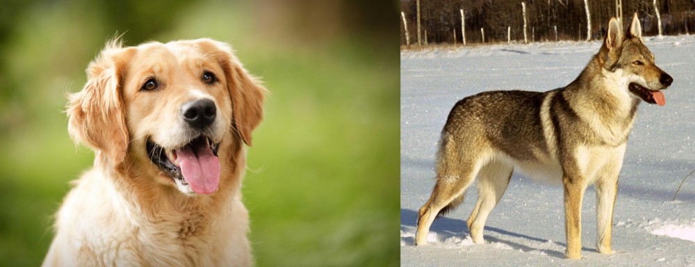 Czechoslovakian Wolfdog vs Golden Retriever - Breed Comparison