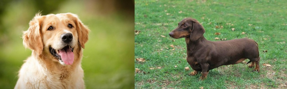 Dachshund vs Golden Retriever - Breed Comparison