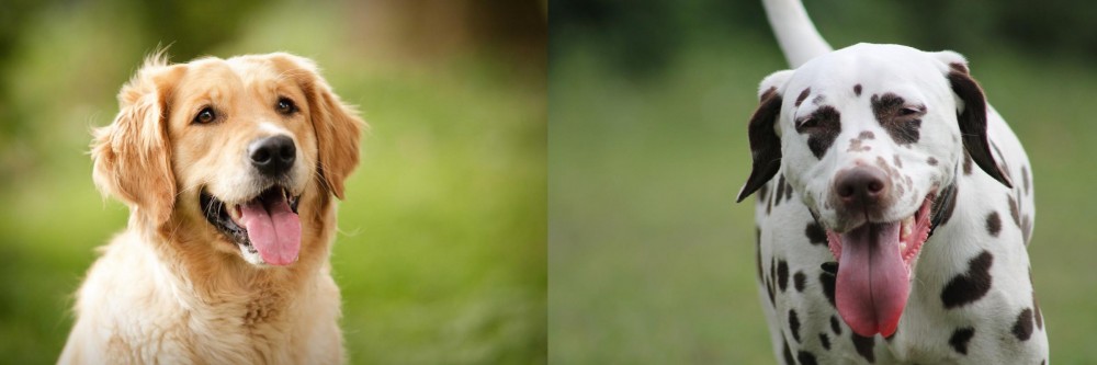 Dalmatian vs Golden Retriever - Breed Comparison