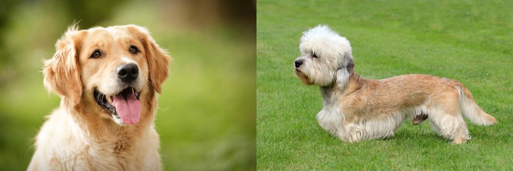 Dandie Dinmont Terrier vs Golden Retriever - Breed Comparison