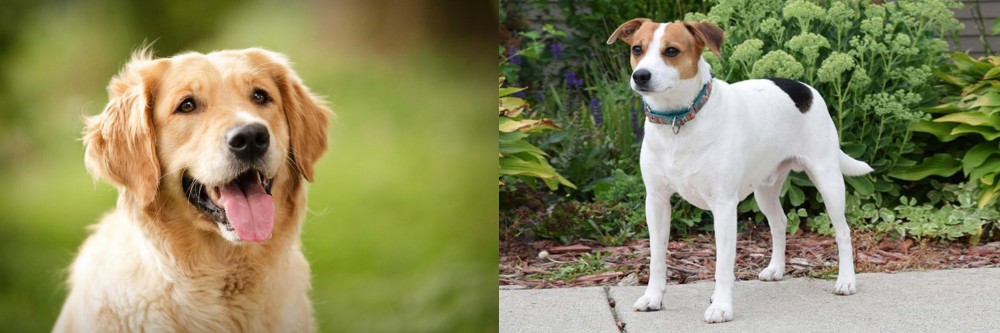 Danish Swedish Farmdog vs Golden Retriever - Breed Comparison
