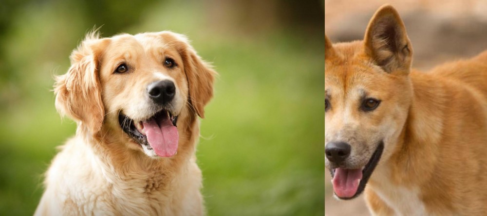 Dingo vs Golden Retriever - Breed Comparison