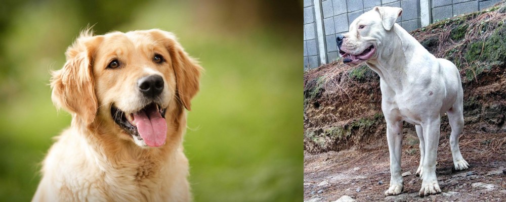 Dogo Guatemalteco vs Golden Retriever - Breed Comparison