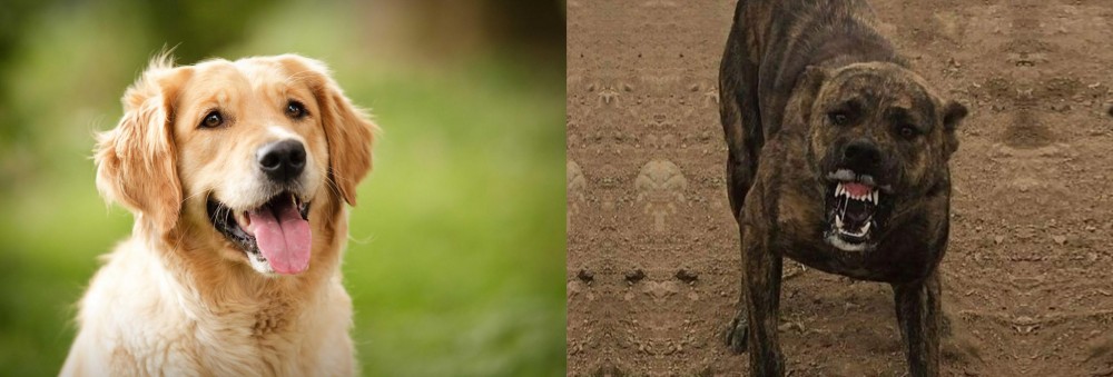 Dogo Sardesco vs Golden Retriever - Breed Comparison