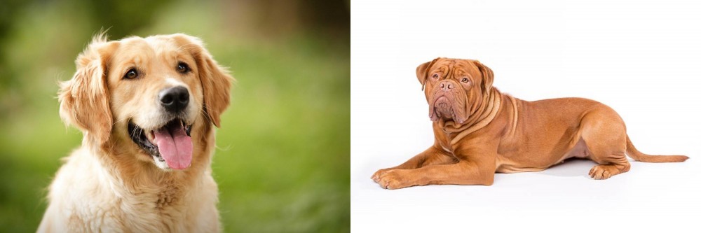 Dogue De Bordeaux vs Golden Retriever - Breed Comparison
