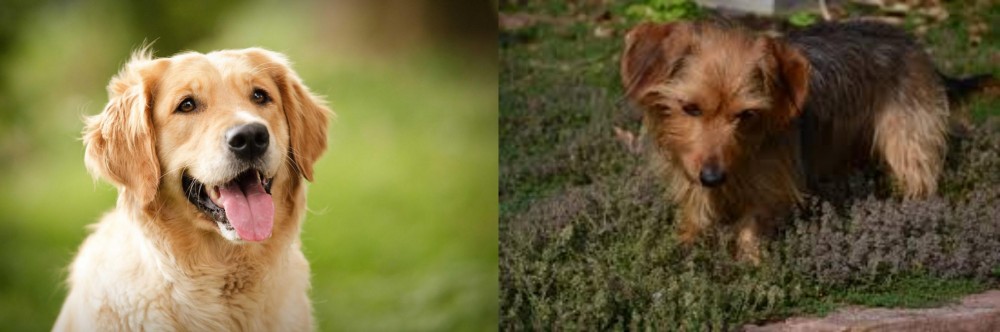 Dorkie vs Golden Retriever - Breed Comparison