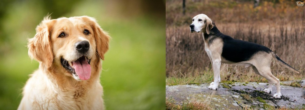 Dunker vs Golden Retriever - Breed Comparison
