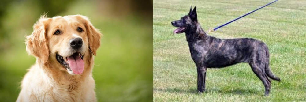 Dutch Shepherd vs Golden Retriever - Breed Comparison