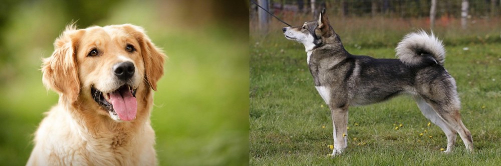 East Siberian Laika vs Golden Retriever - Breed Comparison