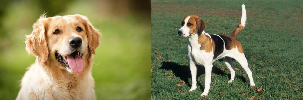 English Foxhound vs Golden Retriever - Breed Comparison